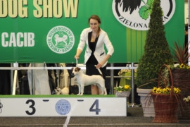 CACIB ZIELONA GORA 2016